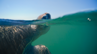 Nature’s Turtle Nursery: Secrets from the Nest
