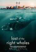 LAST OF THE RIGHT WHALES