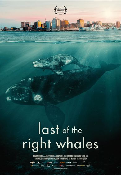 LAST OF THE RIGHT WHALES