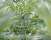 Inside the Struggle for Legal Weed