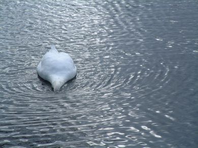 Photographic Archive